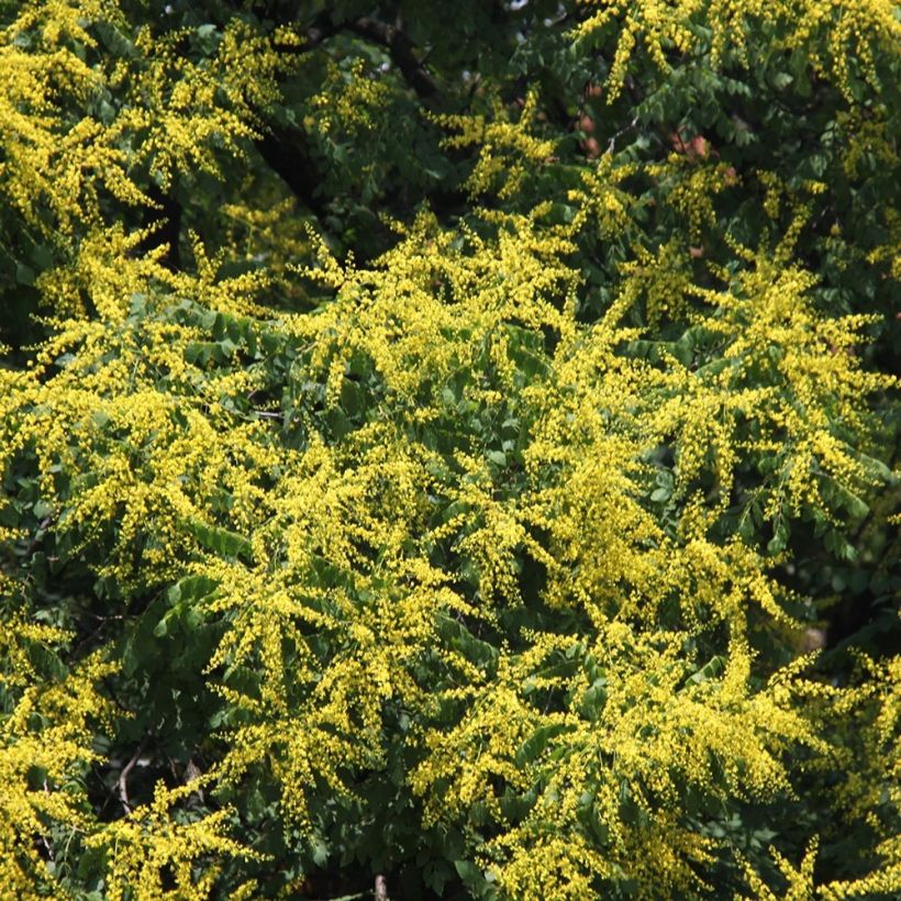 Koelreuteria paniculata - Savonnier de Chine (Floraison)