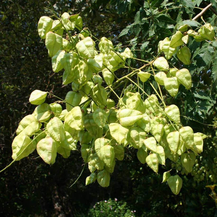 Koelreuteria paniculata - Savonnier de Chine (Récolte)