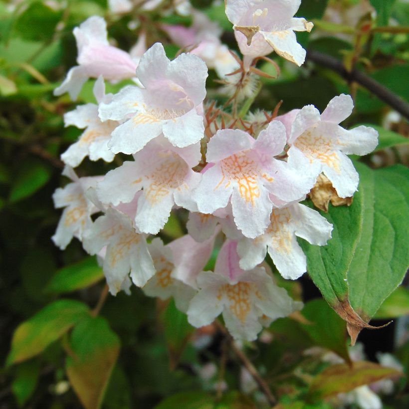 Kolkwitzia amabilis - Buisson de beauté (Floraison)