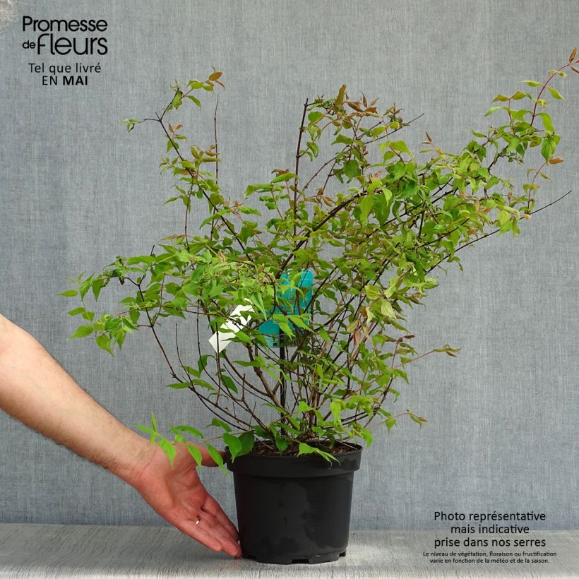 Spécimen de Kolkwitzia amabilis - Buisson de beauté Pot de 3L/4L tel que livré au printemps