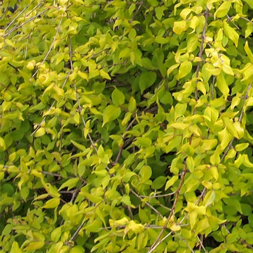 Kolkwitzia amabilis Maradco - Buisson de beauté (Feuillage)