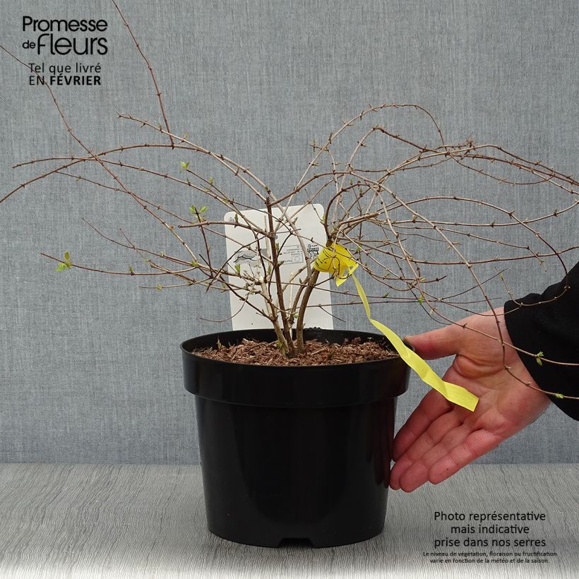 Spécimen de Kolkwitzia amabilis Maradco - Buisson de beauté tel que livré en hiver