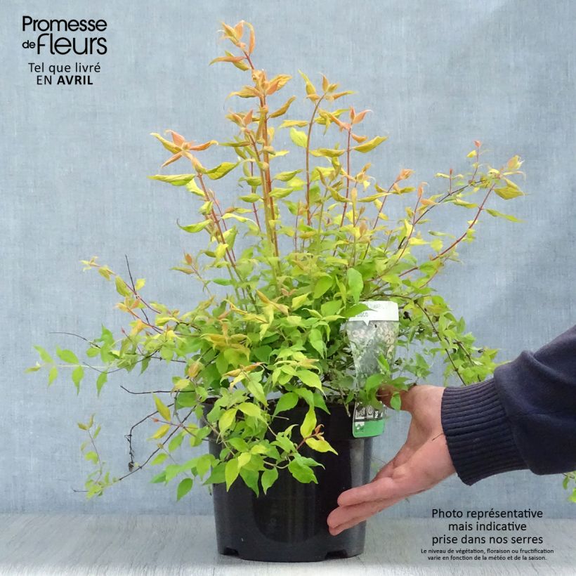 Spécimen de Kolkwitzia amabilis Maradco - Buisson de beauté Pot de 3L/4L tel que livré au printemps
