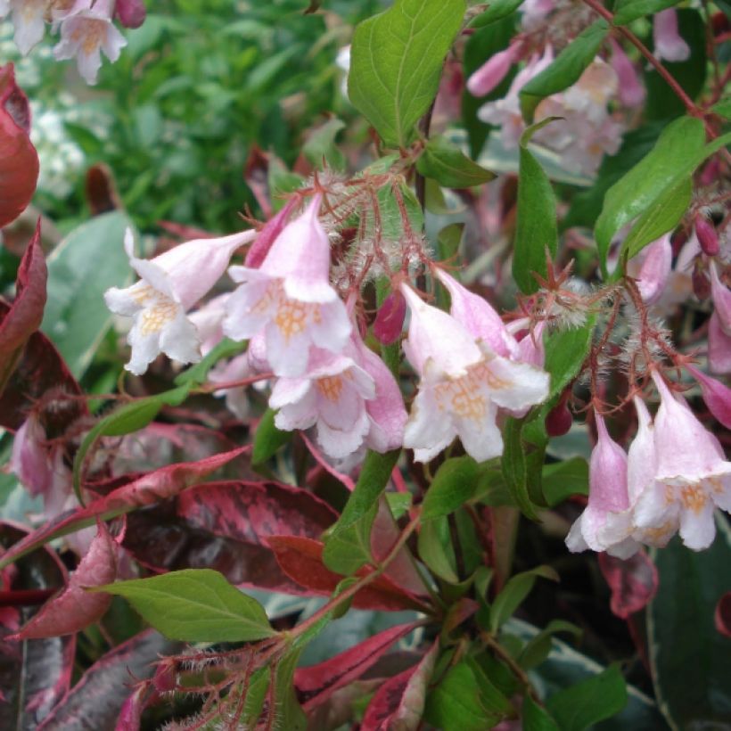 Kolkwitzia amabilis Pink Cloud - Buisson de beauté (Floraison)