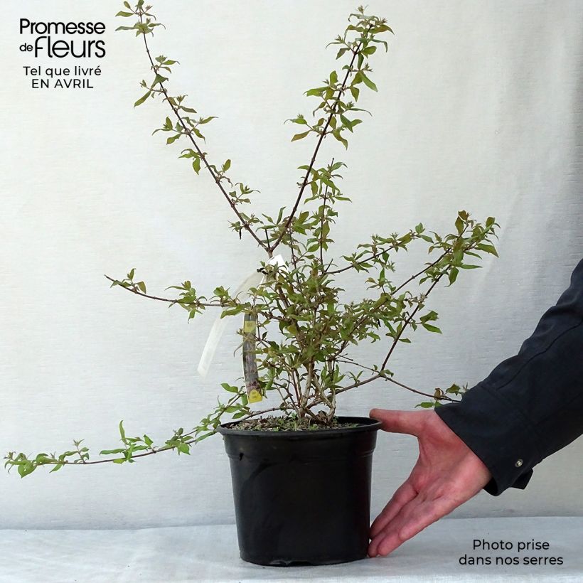 Spécimen de Kolkwitzia amabilis Pink Cloud - Buisson de beauté en pot de 3/4L tel que livré au printemps