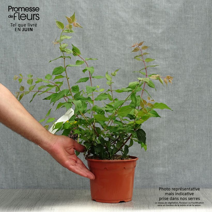 Spécimen de Kolkwitzia amabilis Pink Cloud - Buisson de beauté Pot de 3L/4L tel que livré en été