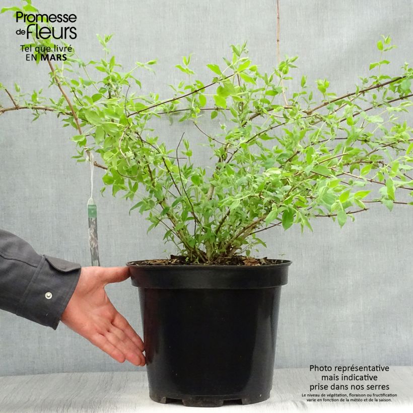 Spécimen de Kolkwitzia amabilis Pink Cloud - Buisson de beauté en pot de 6L/7L tel que livré au printemps