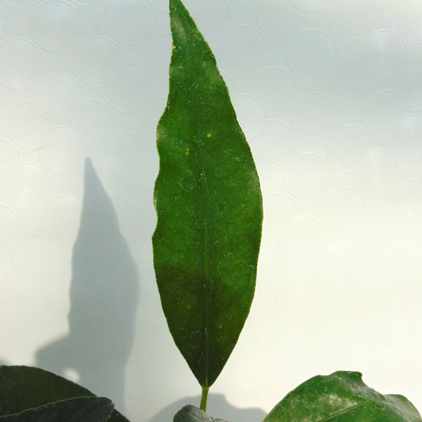 Kumquat Marumi - Fortunella japonica (Feuillage)