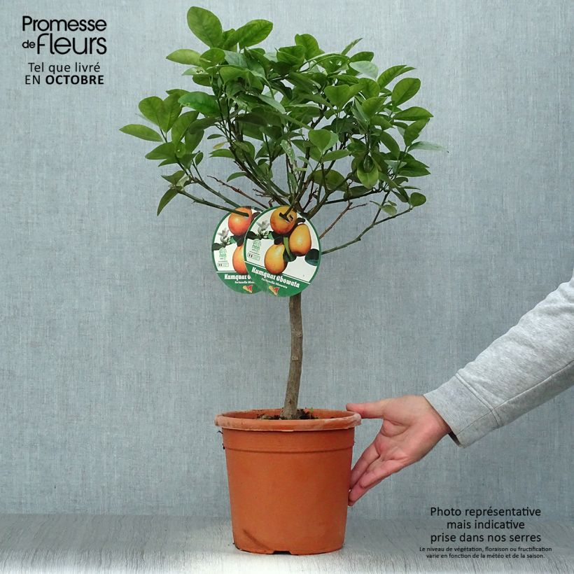 Spécimen de Kumquat Fukushu ou Jiangsu - Fortunella obovata tel que livré en automne