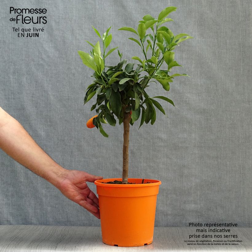 Spécimen de Kumquat Fukushu ou Jiangsu - Fortunella obovata Pot de 4L/5L, 1/4 de tige tel que livré en été