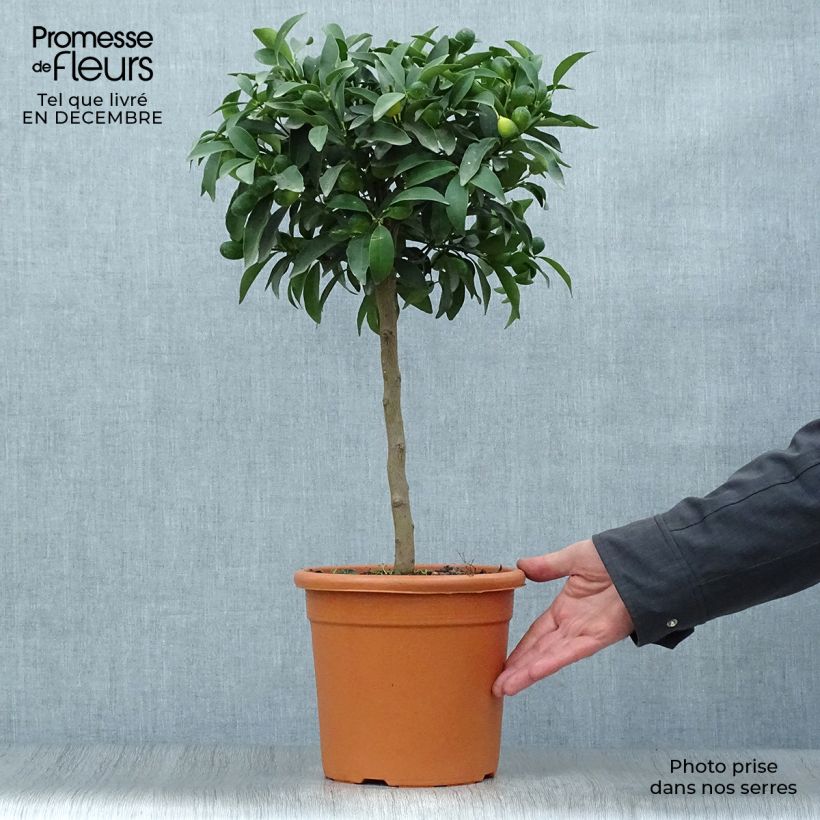 Spécimen de Kumquat Marumi - Fortunella japonica Pot de 4L/5L tel que livré en hiver