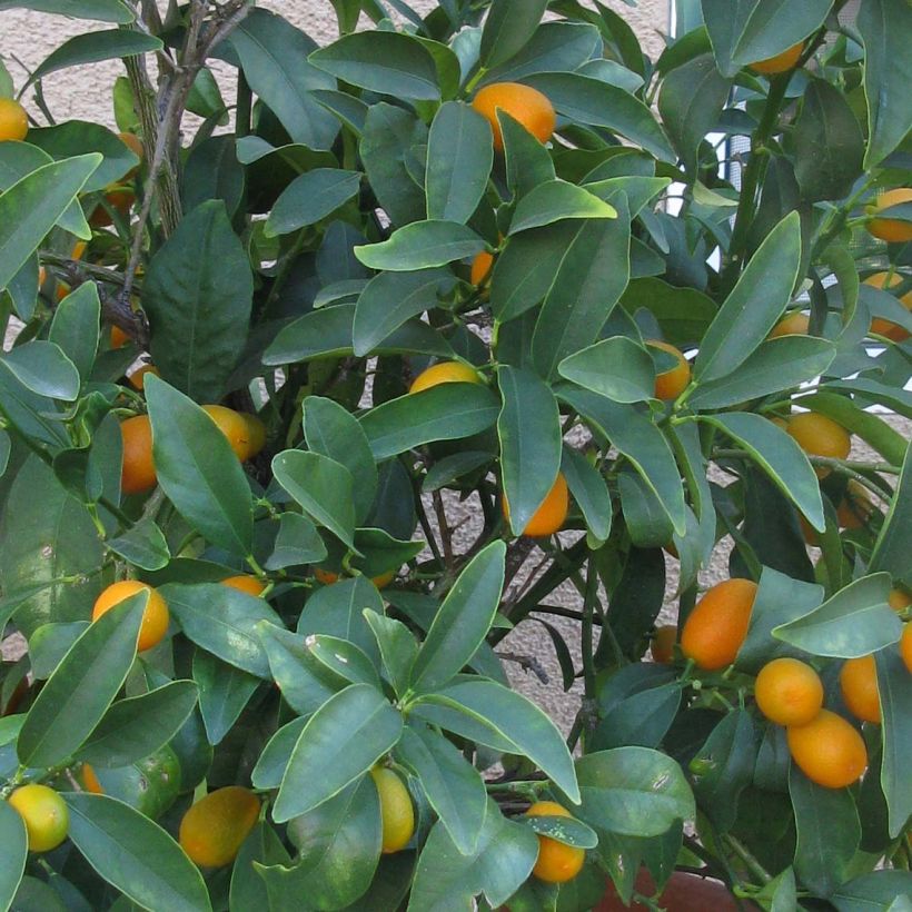 Kumquat Nagami - Fortunella margarita (Feuillage)