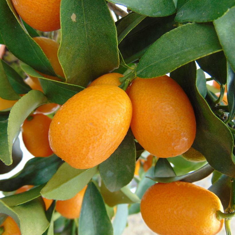 Kumquat Nagami - Fortunella margarita (Récolte)