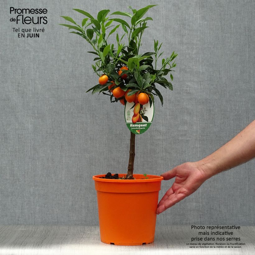 Spécimen de Kumquat Nagami - Fortunella margarita Pot de 4L/5L, 1/4 de tige tel que livré en été
