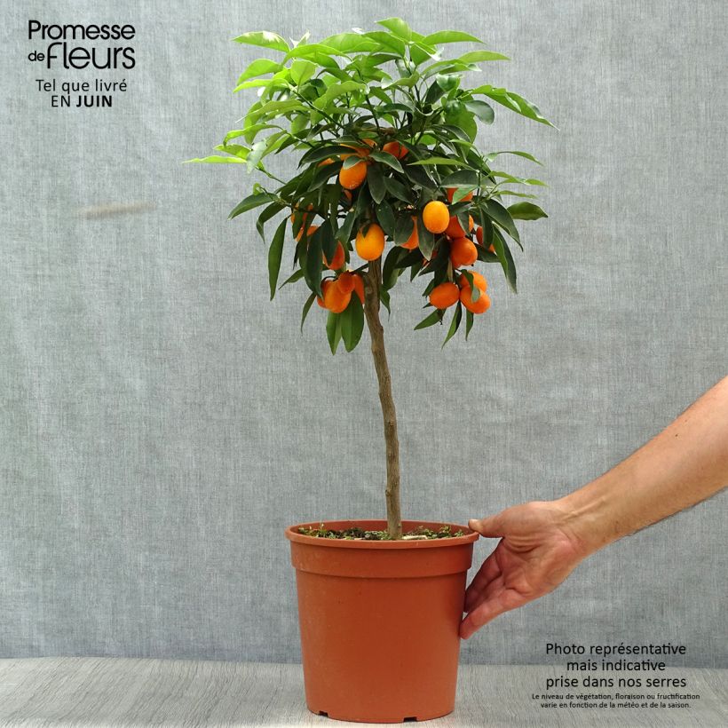 Spécimen de Kumquat à fruits ovales - Fortunella margarita Pot de 4L/5L, 1/4 de tige tel que livré en été