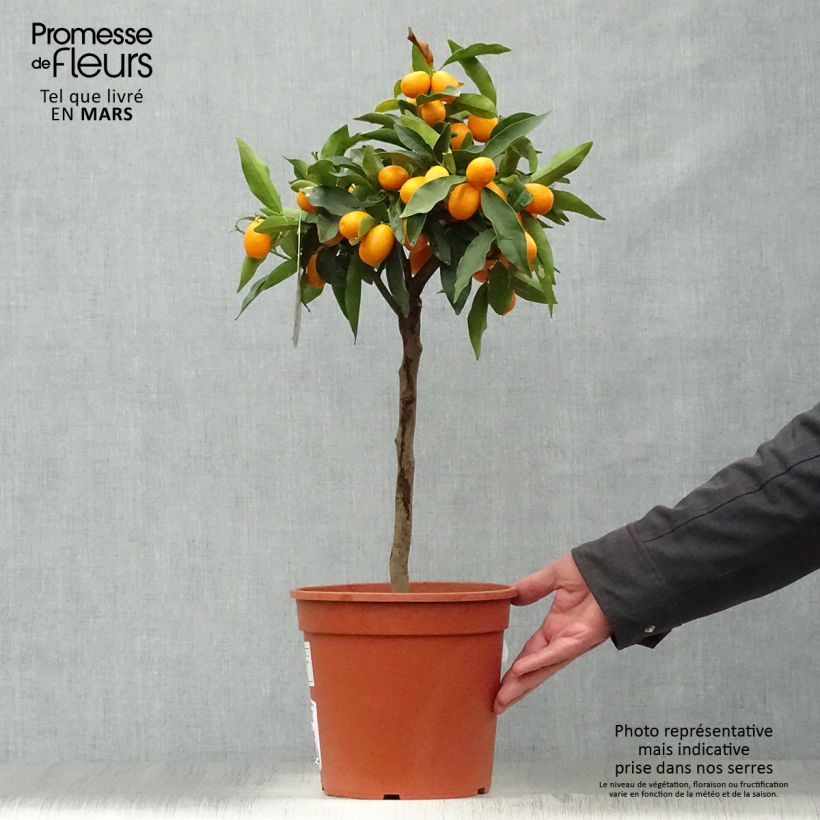 Spécimen de Kumquat à fruits ovales - Fortunella margarita Pot de 4L/5L tel que livré au printemps