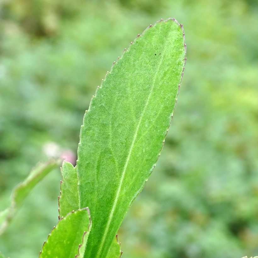 Leucanthemum superbum Becky - Grande marguerite (Feuillage)