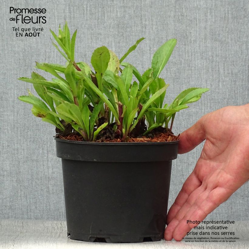 Spécimen de Leucanthemum superbum Becky - Grande marguerite en pot de 2L/3L tel que livré en été