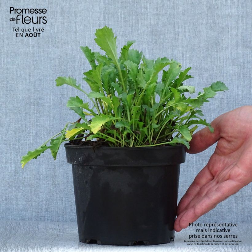Spécimen de Leucanthemum vulgare Maikonigin - Marguerite Reine de Mai Pot de 2L/3L tel que livré en été