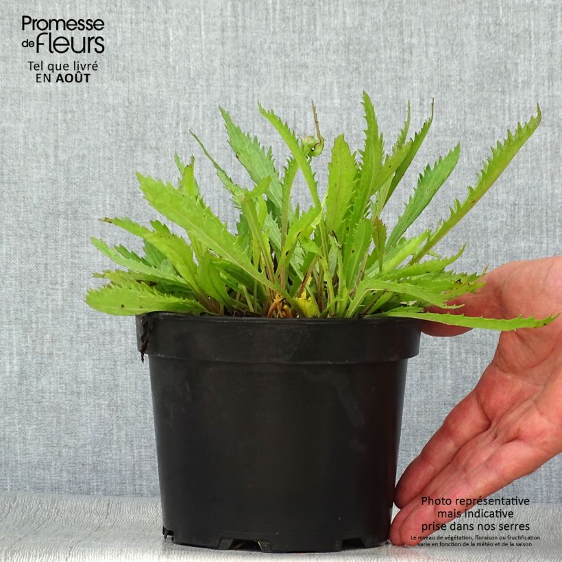 Spécimen de Leucanthemum Princesse d'Argent - Grande marguerite Pot de 2L/3L tel que livré en été