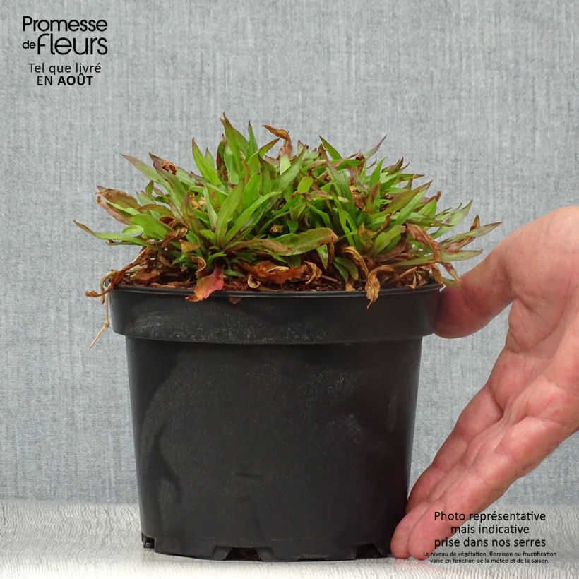 Spécimen de Lychnis flos cuculi Jenny - Oeillet des prés rose  Pot de 2L/3L tel que livré en été