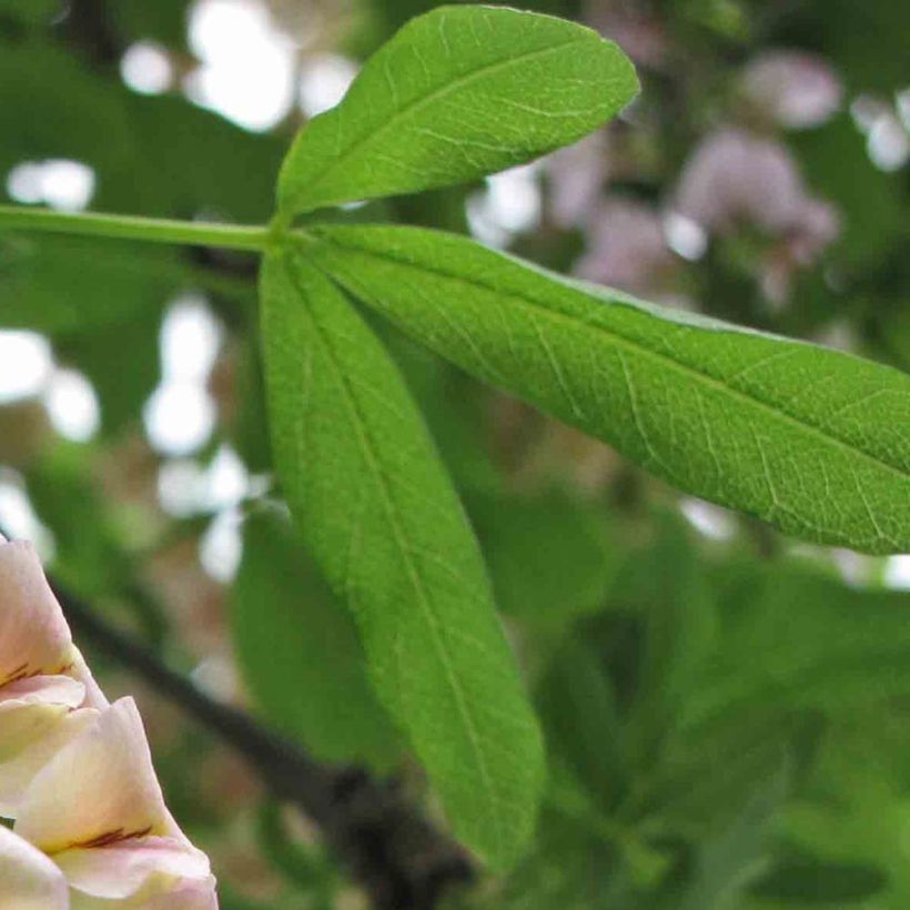 Laburnocytisus adamii - Cytise d'Adam (Feuillage)