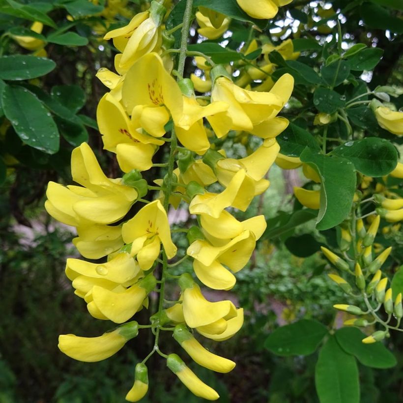 Laburnum alpinum Pendulum - Cytise des Alpes (Floraison)