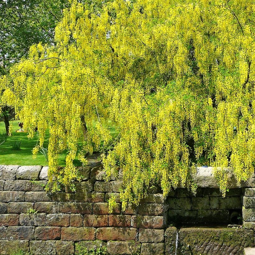 Laburnum alpinum Pendulum - Cytise des Alpes (Port)