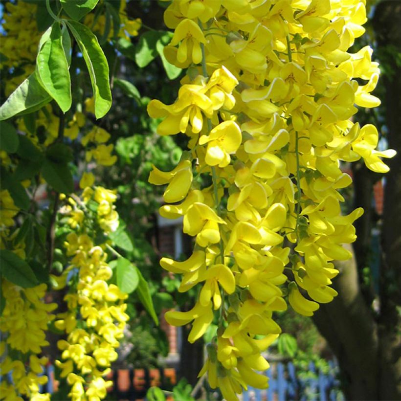 Laburnum anagyroides - Cytise à grappe (Floraison)