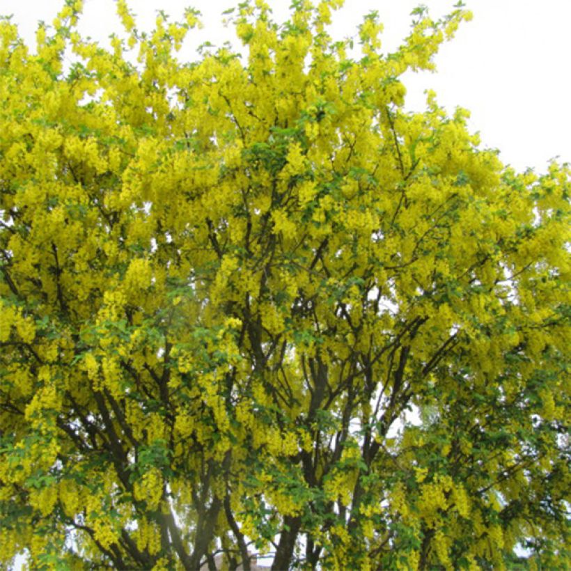 Laburnum anagyroides - Cytise à grappe (Port)