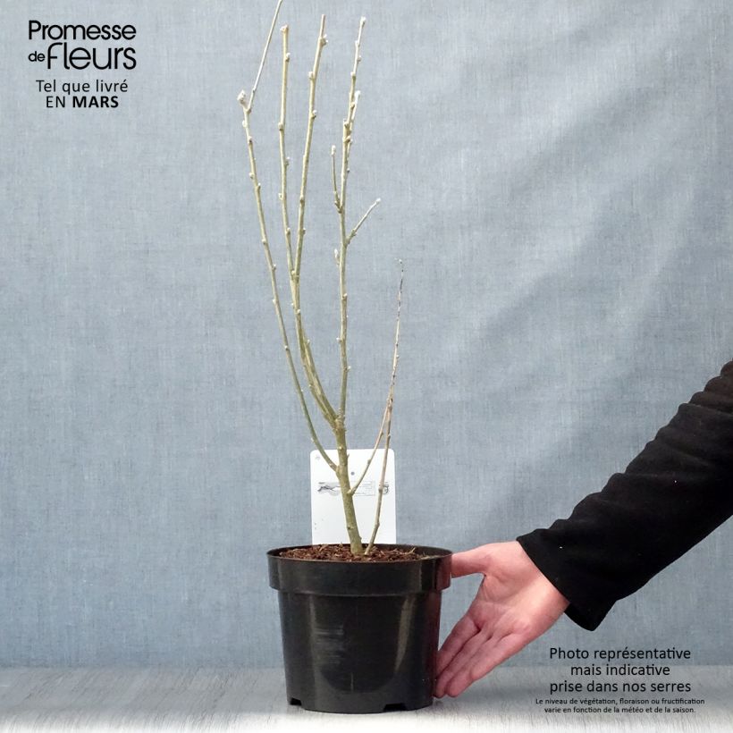 Spécimen de Laburnum anagyroides - Cytise à grappe en pot de 3/4L tel que livré au printemps