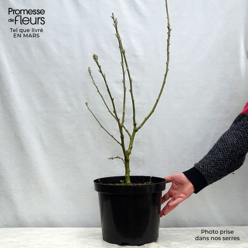 Spécimen de Laburnum anagyroides - Cytise à grappe en pot de 7,5L/10L tel que livré au printemps