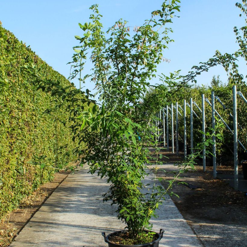 Spécimen de Laburnum anagyroides - Cytise à grappe tel que livré au printemps