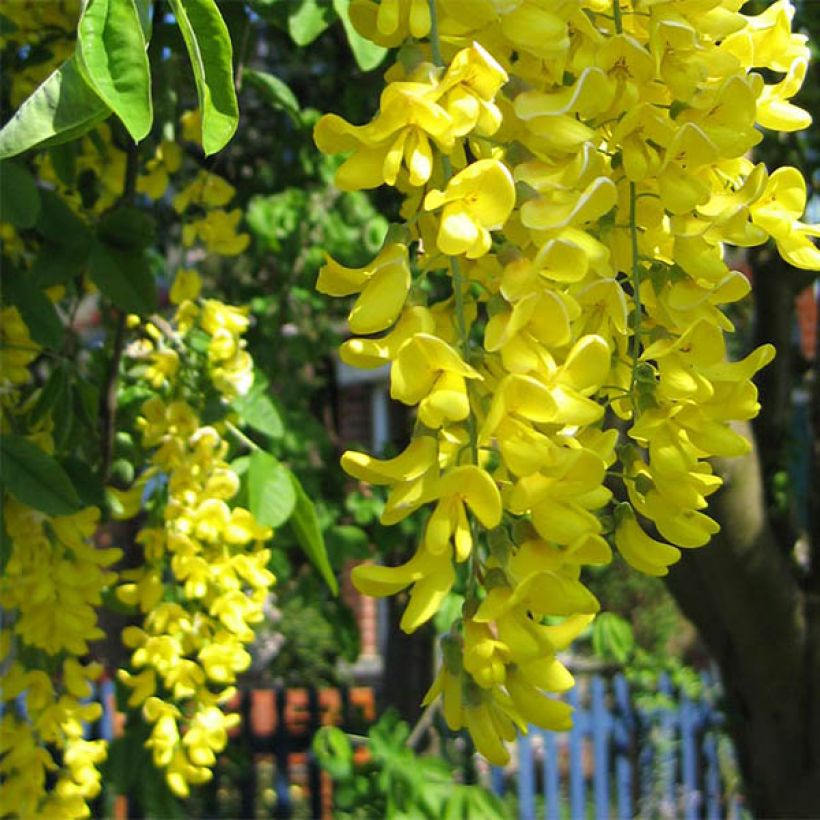 Laburnum watereri Vossii - Cytise pluie d'or (Floraison)