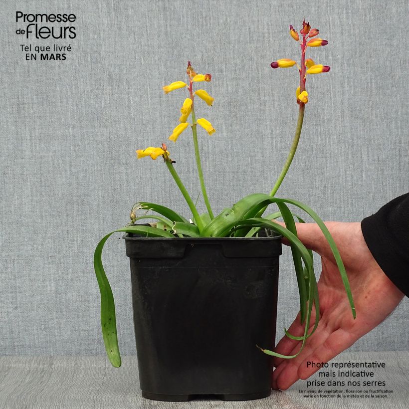 Spécimen de Lachenalia African Beauty Namakwa - Coucou du Cap Pot de 3L tel que livré au printemps