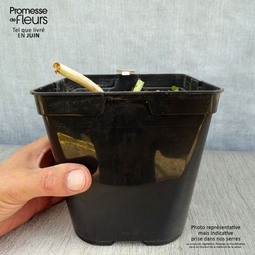 Spécimen de Lachenalia Rupert - Coucou du Cap Pot de 3L/4L tel que livré en été
