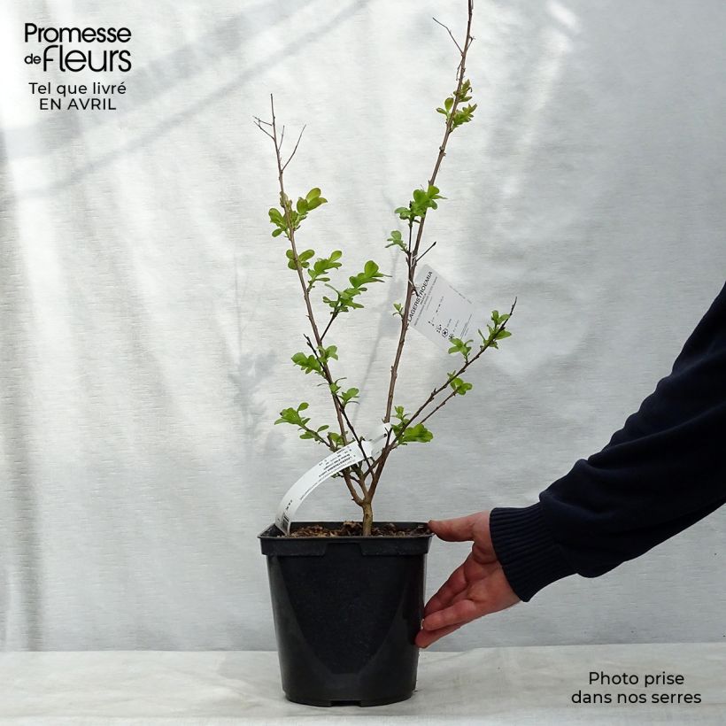 Spécimen de Lagerstroemia Braise d'Eté - Lilas des Indes Pot de 3L/4L tel que livré au printemps