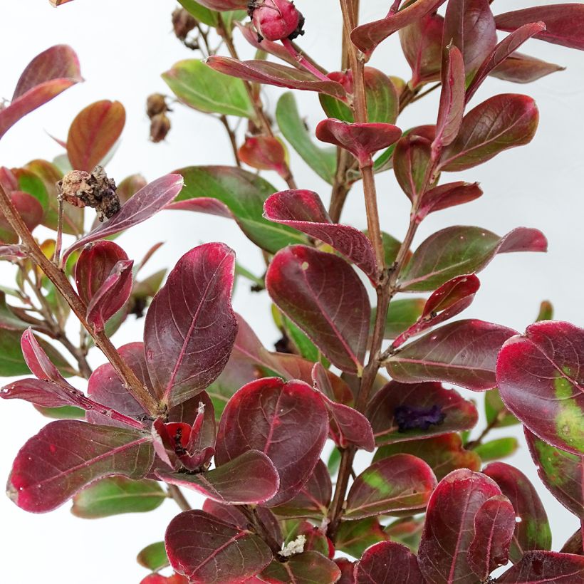 Lagerstroemia Braise d'Eté - Lilas des Indes (Feuillage)