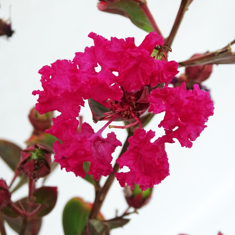 Lagerstroemia Braise d'Eté - Lilas des Indes (Floraison)