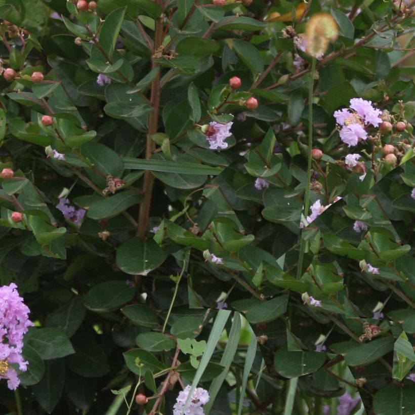 Lagerstroemia Camaïeu d'Eté - Lilas des Indes (Feuillage)