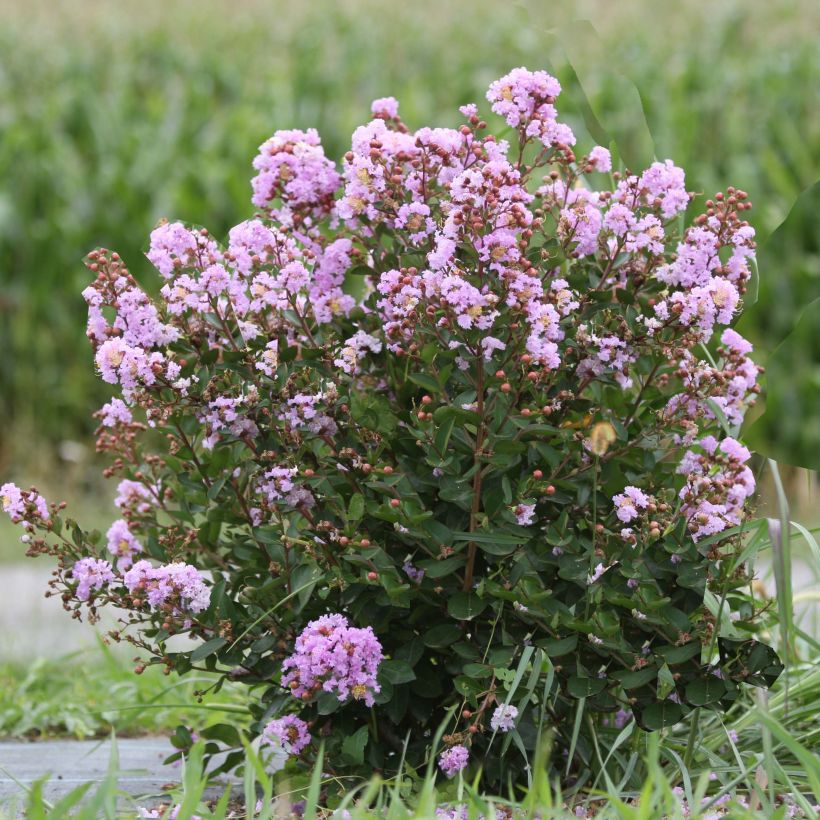 Lagerstroemia Camaïeu d'Eté - Lilas des Indes (Port)