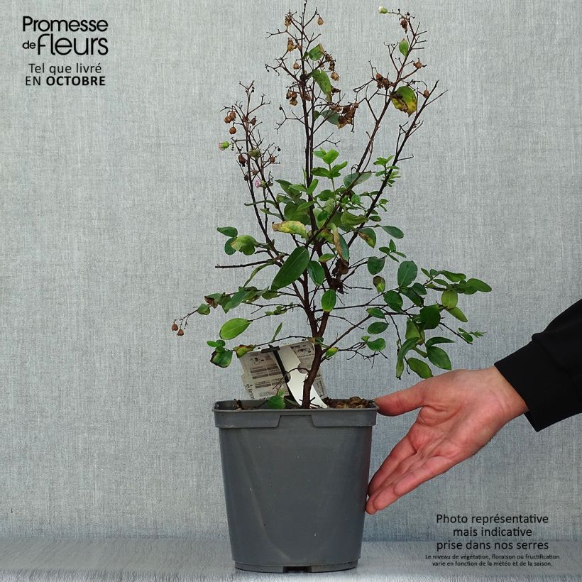 Spécimen de Lagerstroemia Camaïeu d'Eté - Lilas des Indes Pot de 4L/5L tel que livré en automne