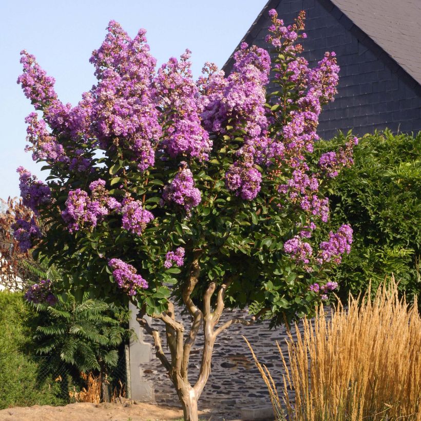 Lagerstroemia Lilac Grand Sud - Lilas des Indes. (Port)