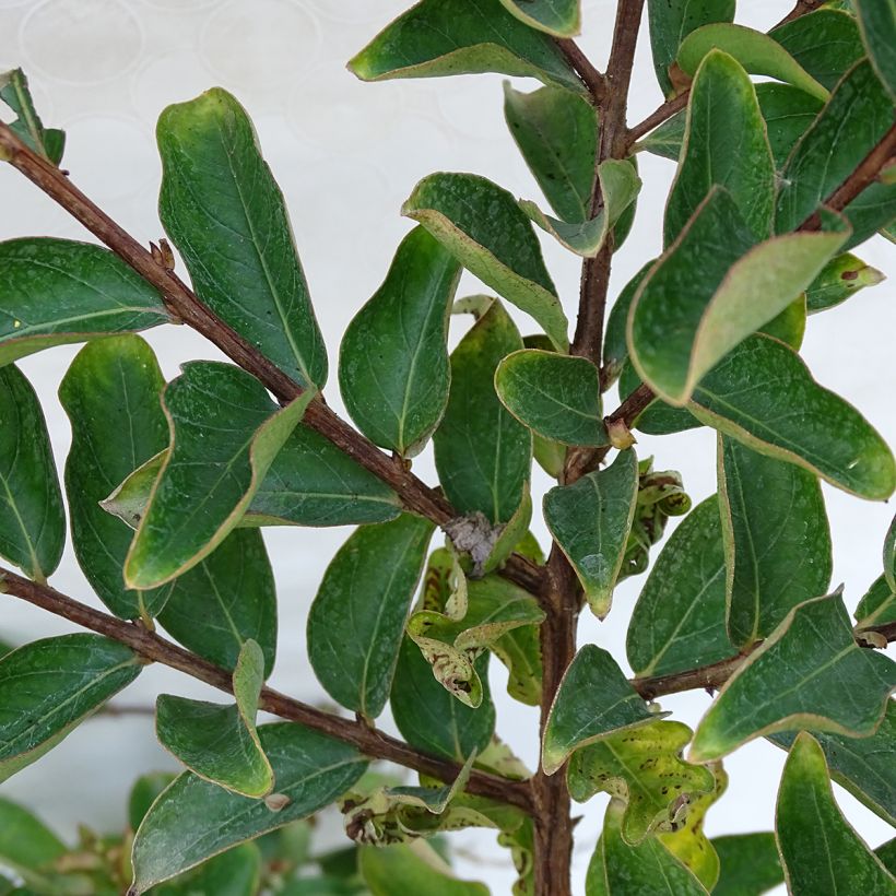 Lagerstroemia Lilac Grand Sud - Lilas des Indes. (Feuillage)