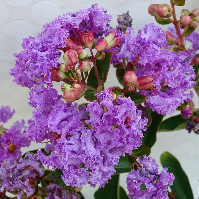 Lagerstroemia Lilac Grand Sud - Lilas des Indes. (Floraison)