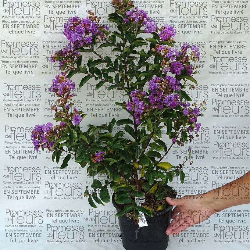 Exemple de spécimen de Lagerstroemia Lilac Grand Sud - Lilas des Indes. tel que livré