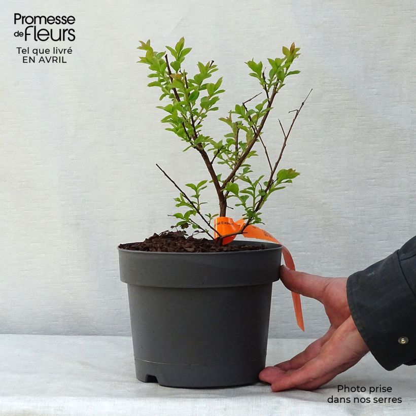 Spécimen de Lagerstroemia Mardi Gras - Lilas des Indes Pot de 3/4L tel que livré au printemps