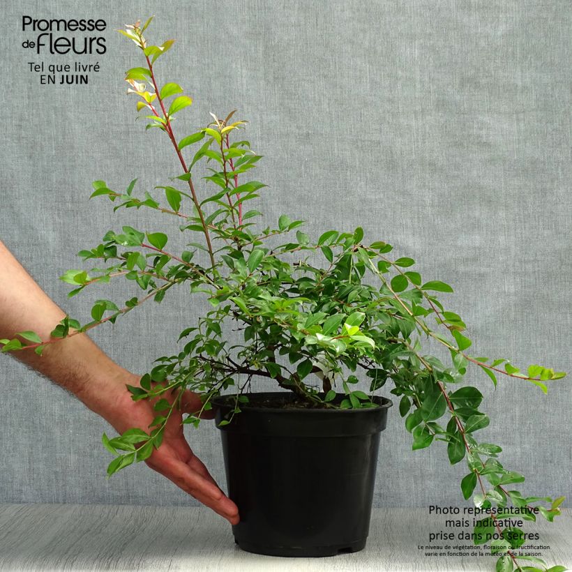Spécimen de Lagerstroemia Mimie Fuchsia - Lilas de indes couvre-sol Pot de 2L/3L tel que livré en été