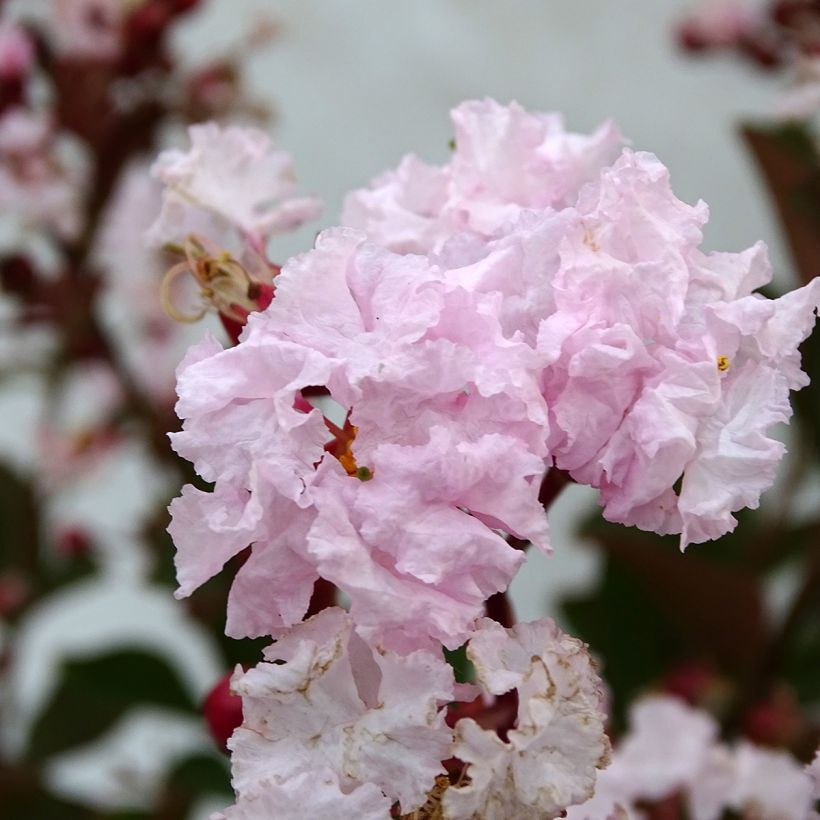 Lagerstroemia Neige d'Eté - Lilas des Indes (Floraison)