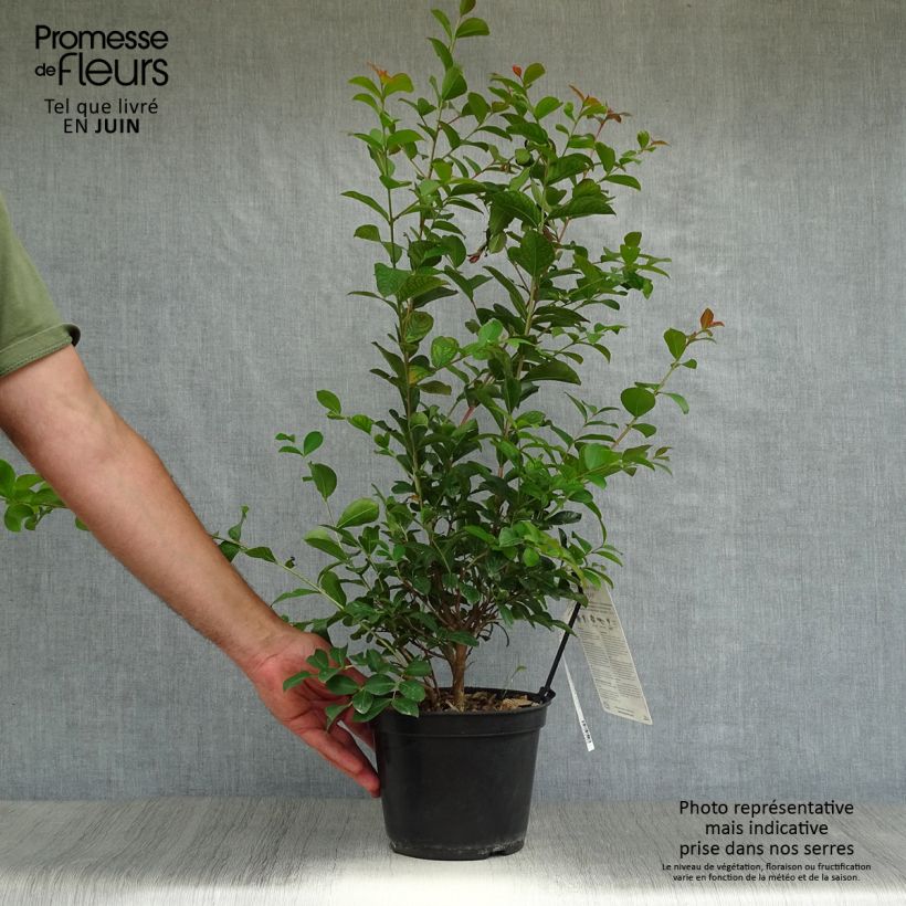 Spécimen de Lagerstroemia Neige d'Eté - Lilas des Indes Pot de 3L/4L tel que livré en été